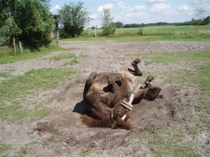 New Forest Brentebjergs Xerox  - Min baby :) <3 Foto: MLH-foto billede 20