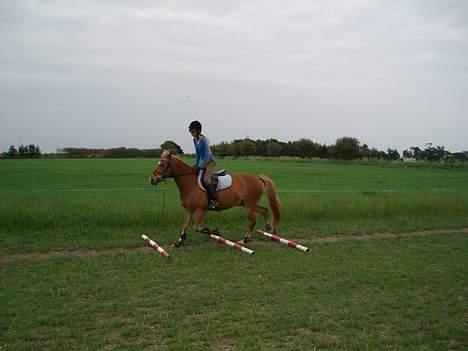 Anden særlig race Lukas - Mig og Lukas traver over bomme :b JEG SAVNER DIG! Foto: Min far. billede 3