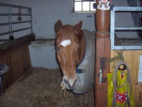 Anden særlig race Lukas - Min skønneste pony <3 JEG SAVNER DIG! Foto: Sarah Wortmann. billede 5