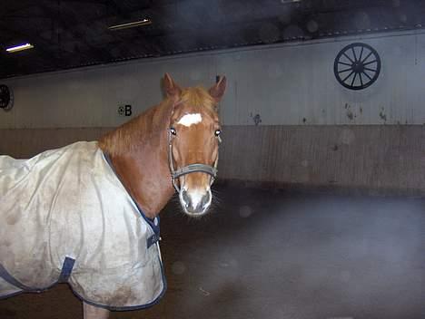 Anden særlig race Lukas - Min søde Lukas <3 JEG SAVNER DIG! Foto: Sarah Wortmann. billede 6