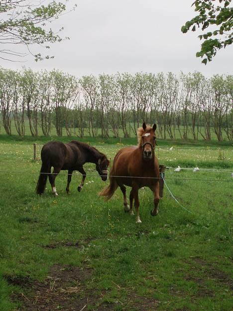 Anden særlig race Lukas - Lukas og Xerox <3 JEG SAVNER DIG! Foto: MLH-foto billede 12