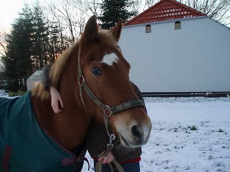 Anden særlig race Lukas - Min Lukas <33 JEG SAVNER DIG! Foto: Ditte Bislev. billede 15