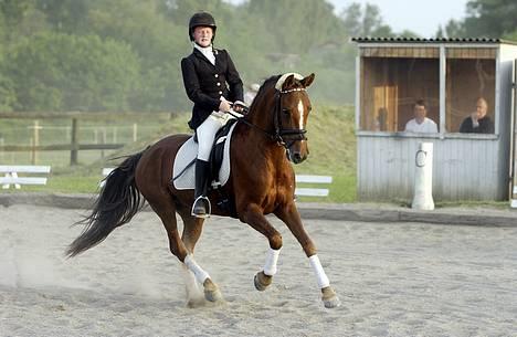 Tysk Sportspony Janette <33'  R.I.P † - Min dejlige janette, husk også at tage et kig forbi leda (: [billedet tager af: fotograf] billede 1