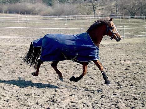 Tysk Sportspony Janette <33'  R.I.P † - fri trav :D billede 2