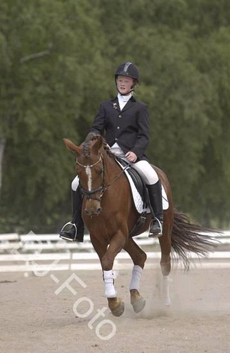 Tysk Sportspony Janette <33'  R.I.P † - dressur stævne, første efter genoptræning (billede er lovligt lånt!) billede 3