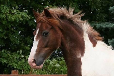 DSP Poseidon billede 2