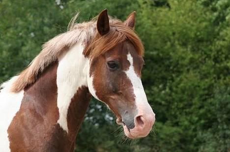 DSP Poseidon billede 3