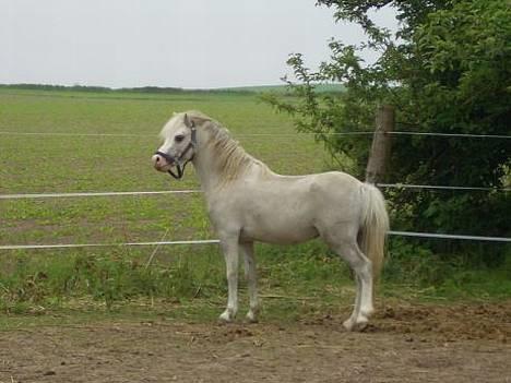 Welsh Mountain (sec A) Fellini billede 1
