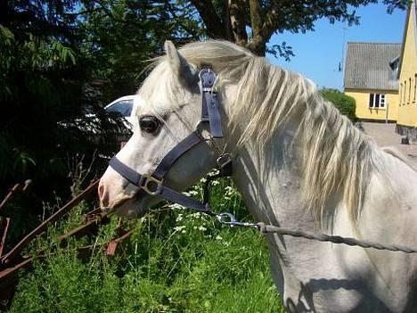 Welsh Mountain (sec A) Fellini billede 2