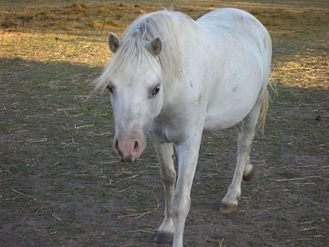 Welsh Mountain (sec A) Fellini billede 3