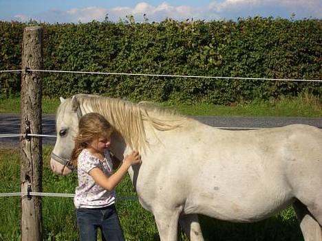 Welsh Mountain (sec A) Fellini billede 4