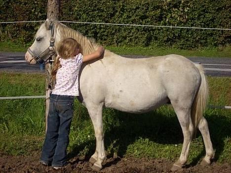 Welsh Mountain (sec A) Fellini billede 5