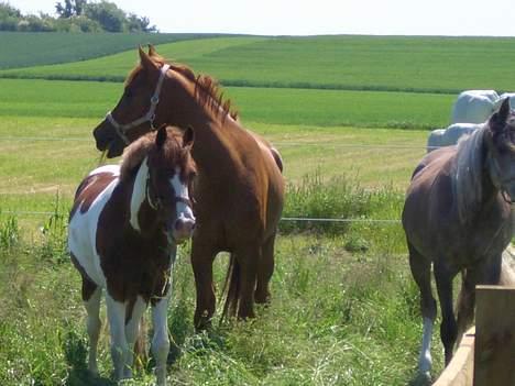 DSP Poseidon billede 8