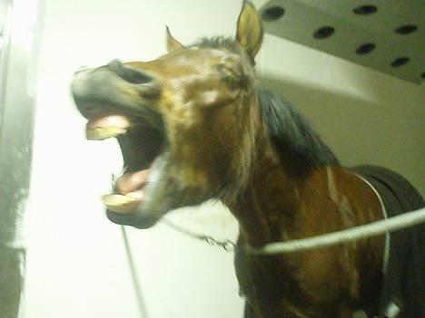 Anden særlig race Ofelia gammel part - Velkommen til offes profil billede 1