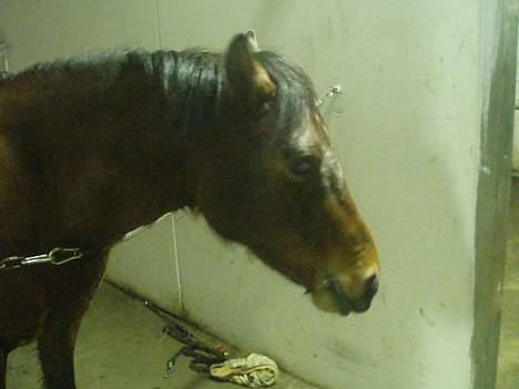 Anden særlig race Ofelia gammel part - Kigger lige på noget mad :D billede 2