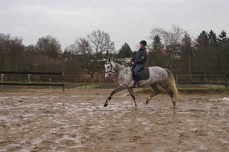 Dansk Varmblod Leda ERDH <3 - Hun kan flytte benene den lille dame ;b billede 5