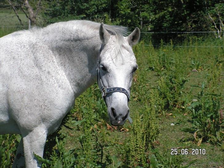 Anden særlig race Mon Cherie - 25/6 10. Cherie på folden.  billede 7