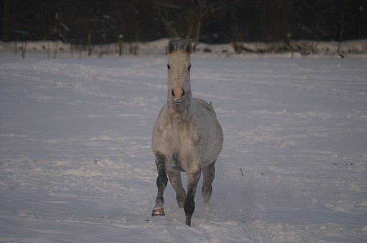 Dansk Varmblod Leda ERDH <3 - Leda i vinteren 2010.  billede 7