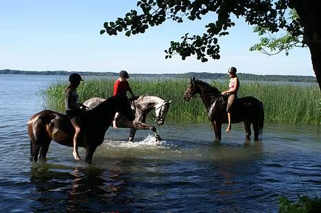 Dansk Varmblod Leda ERDH <3 - Fursøbad med lulu og bjernå <3. [billedet tager af: Far] billede 11