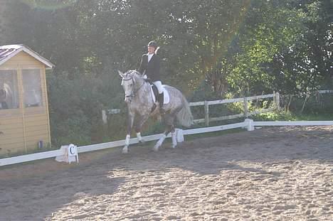 Dansk Varmblod Leda ERDH <3 - Go´ galop (: . [billedet taget af: Min far] billede 14