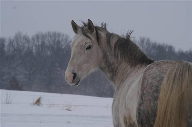 Dansk Varmblod Leda ERDH <3 - Min vinter bamse :D! - Foto michella o billede 15