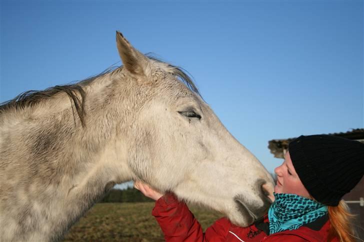 Dansk Varmblod Leda ERDH <3 - Hyggetrold :) Foto: Hux  billede 18