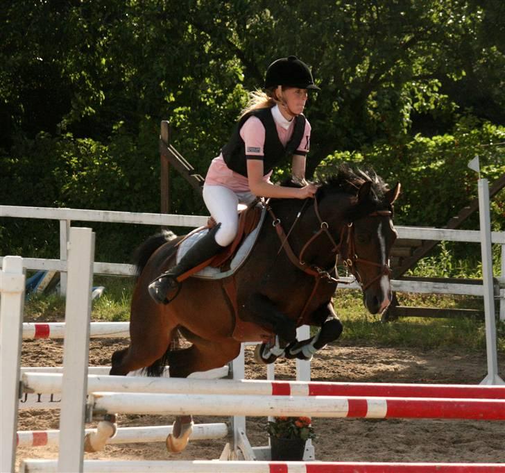 Anden særlig race ANGEL  {b-pony} - ponygaarden solvang billede 10