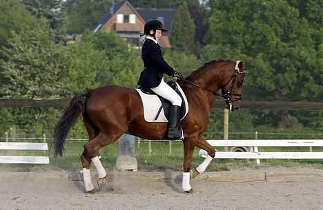 Tysk Sportspony Janette <33'  R.I.P † - Et godt bevis på hun var en hidsi prop :D billede 8