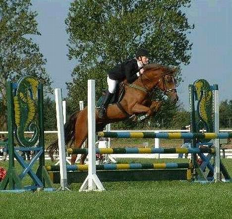 Tysk Sportspony Janette <33'  R.I.P † - Spring undskyld kvalitet .  billede 11