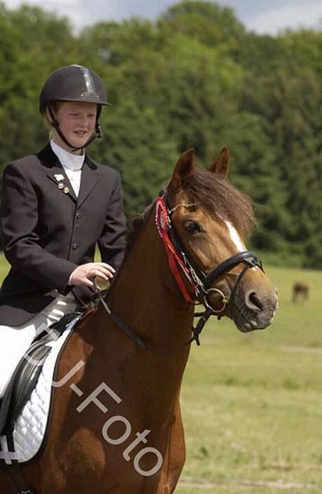 Tysk Sportspony Janette <33'  R.I.P † - Dejlige janette, med en første præmie (: .. (billede er lovligt lånt!) billede 12
