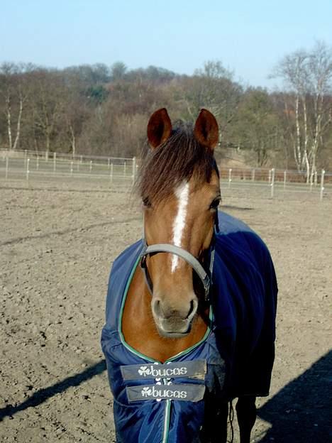 Tysk Sportspony Janette <33'  R.I.P † - Dejligeste hoved ! (: billede 14