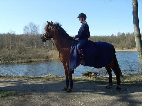Tysk Sportspony Janette <33'  R.I.P † - I skoven ud til søen :D billede 16