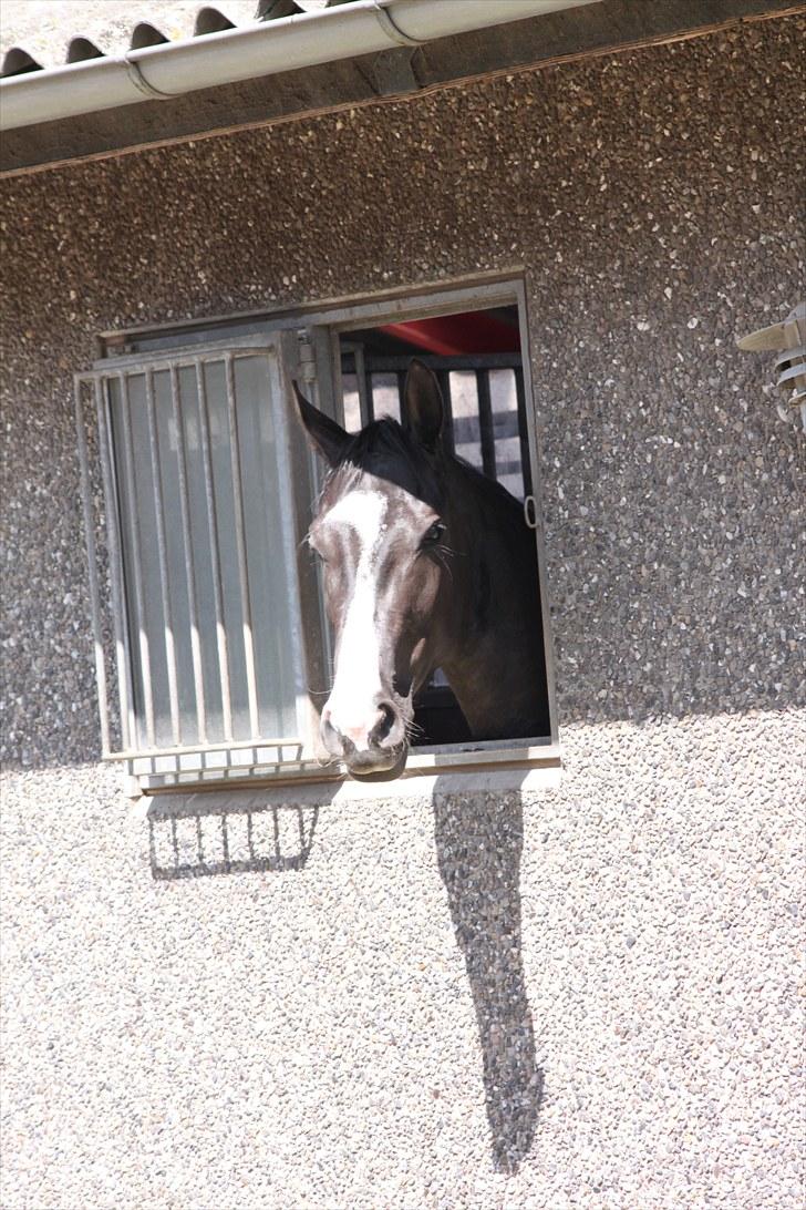 Svensk Varmblod : Charming Duchess *Baby* billede 20