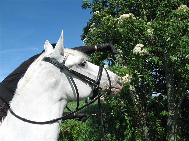 Anden særlig race Jasmin - SOLGT - Smukke Jasmin - forår 2010 billede 1