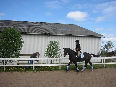 Dansk Varmblod Dalgårdens Crelicki billede 16
