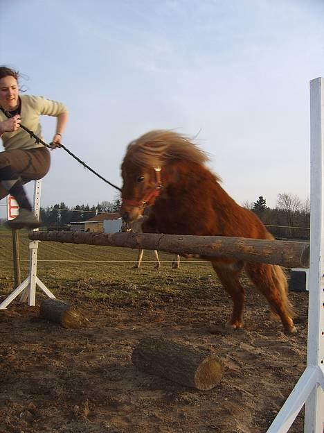 Shetlænder Thor *solgt* - POnpoN elsker bare at springer - hvem hopper højst, veninden eller ponyen? :P  billede 13