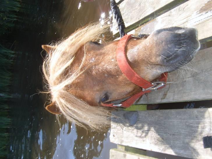 Shetlænder Thor *solgt* -  den badebro der? - den skulle vel aldrig indeolde noget lækkert? - ved godt det vender forkert men min computer gik i ....? - retter det snarest muigt billede 14