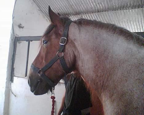 Belgier Klaus billede 7