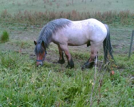 Belgier Klaus billede 8
