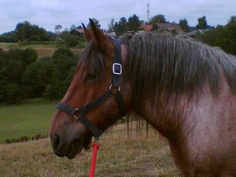 Belgier Klaus billede 9