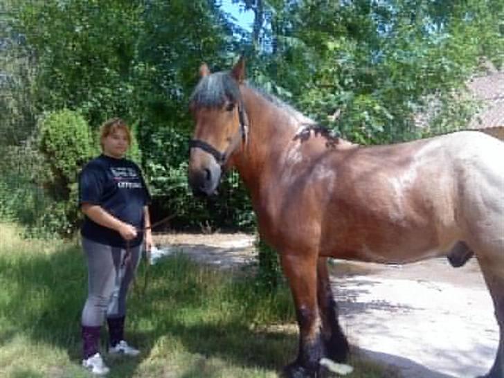 Belgier Klaus - 26/6-08 billede 10