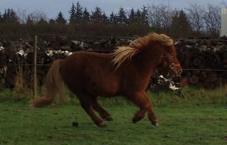 Shetlænder Thor *solgt* - I Belive I Can Fly :) billede 18