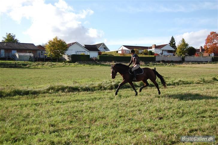 Connemara Torps Oliver  ( Solgt) - mig og oliver træning hjrk billede 20