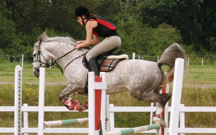 Anden særlig race Dancing Daisy ! !SOLGT! ! - Foto: Far billede 13