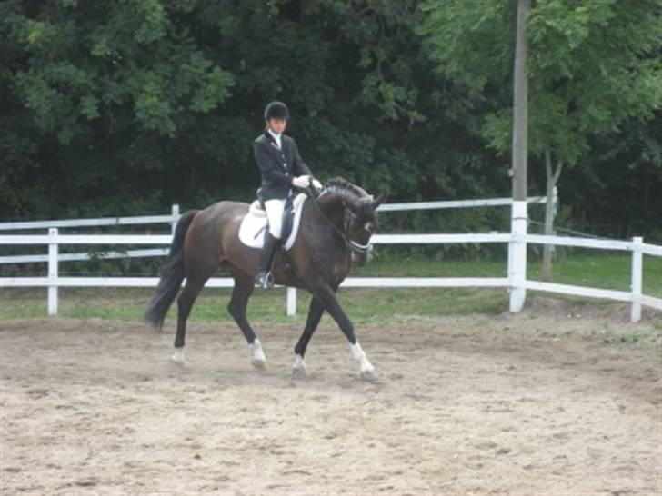 Dansk Varmblod Montahko's Simba SOLGT :( - Billede 16: Sommer stævne 2008, opvarmning til LA2A =D billede 15