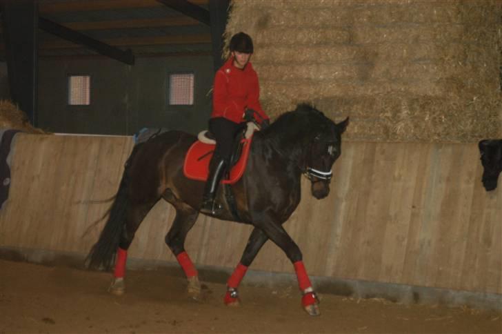 Dansk Varmblod Montahko's Simba SOLGT :( - Billede 17: På min fødselsdag :b Vi skulle jo se lidt pæne ud! Sorry, kvaliteten :/ billede 16