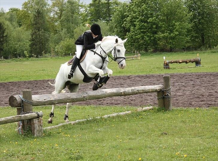 Anden særlig race Jasmin - SOLGT - Military stævne - forår 2010 billede 8