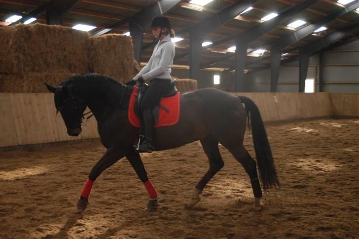 Dansk Varmblod Montahko's Simba SOLGT :( - Billede 18: Simba og jeg, træning.! Fotograf: L. Lildal. billede 17