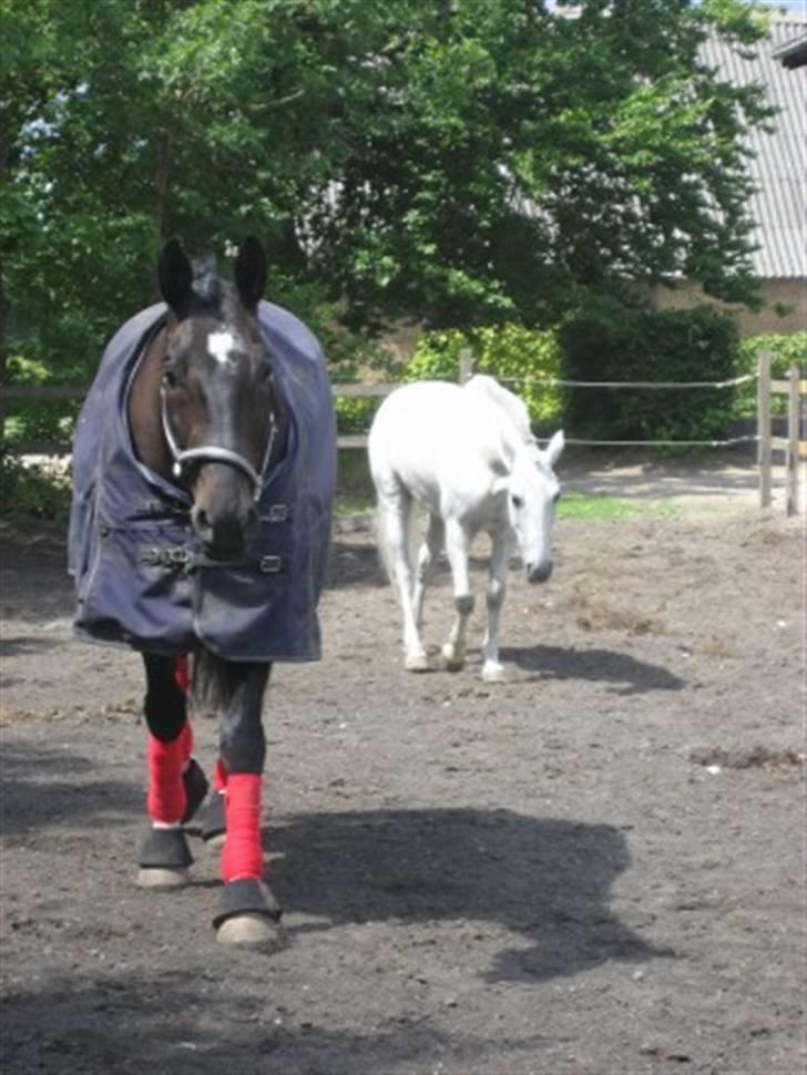 Dansk Varmblod Montahko's Simba SOLGT :( - Billede 19: Simba og hans lover Gaia, på fold på ÅSRK til sommerstævnet 2008 billede 18