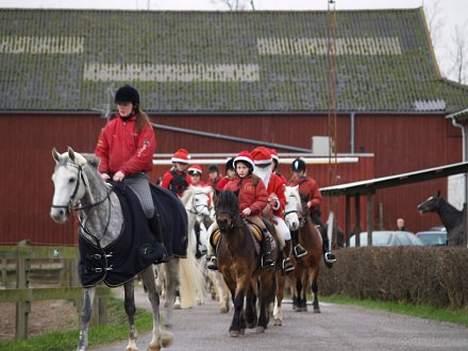 Fuldblod (XX) Polish Princess *Solgt* - Forrest. På vej på juletur. billede 8